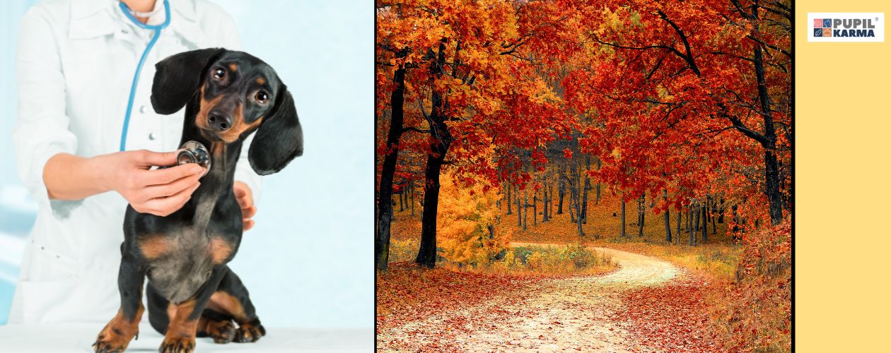 Regularnie kontroluj zdrowie psa. Po lewej jamnik u weterynarza, po prawej jesienny park. Skrajnie po prawej żółty pasek i logo pupilkarma. 